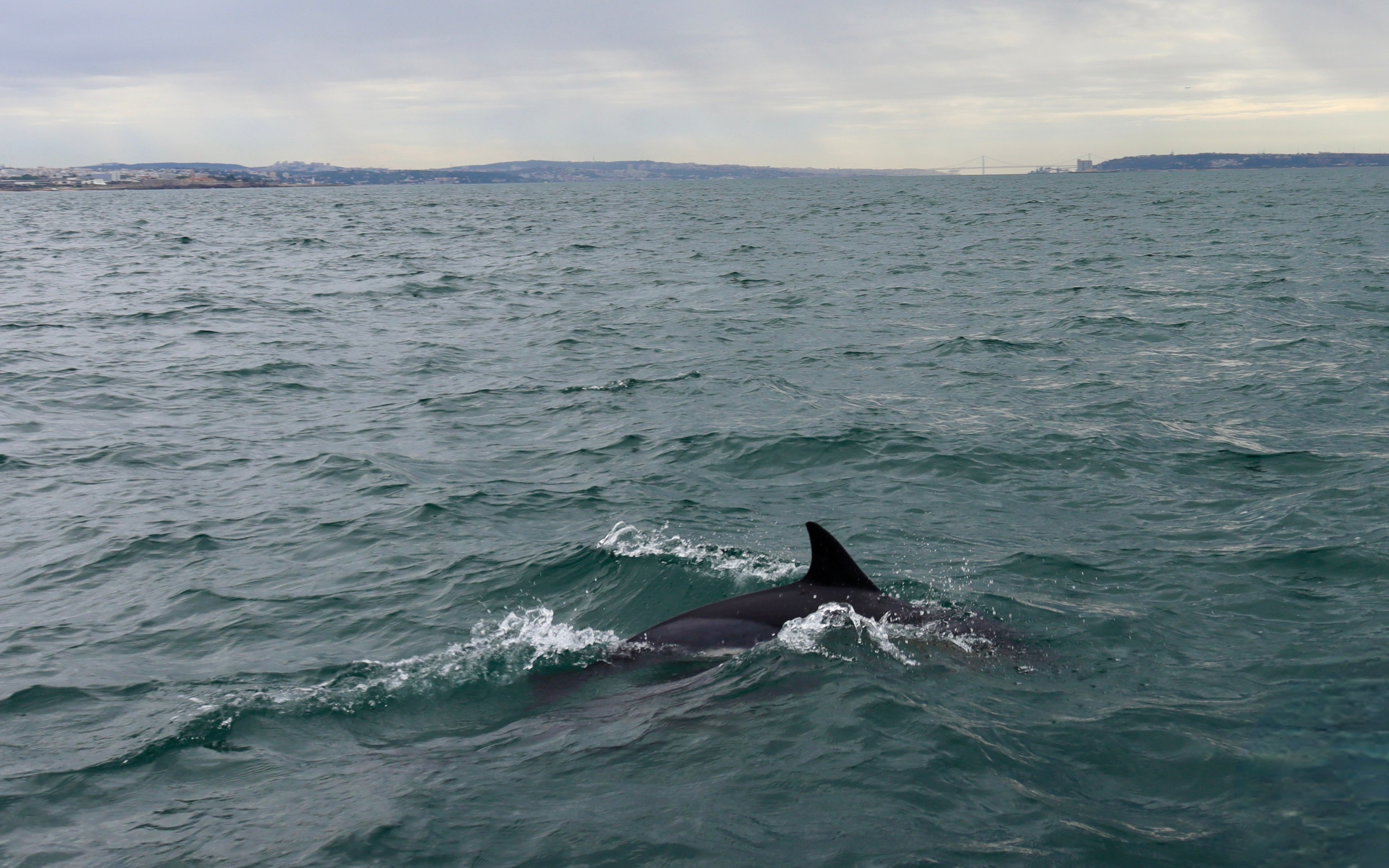 Common dolphin swimming in the Tagus River, Lisbon in the background.