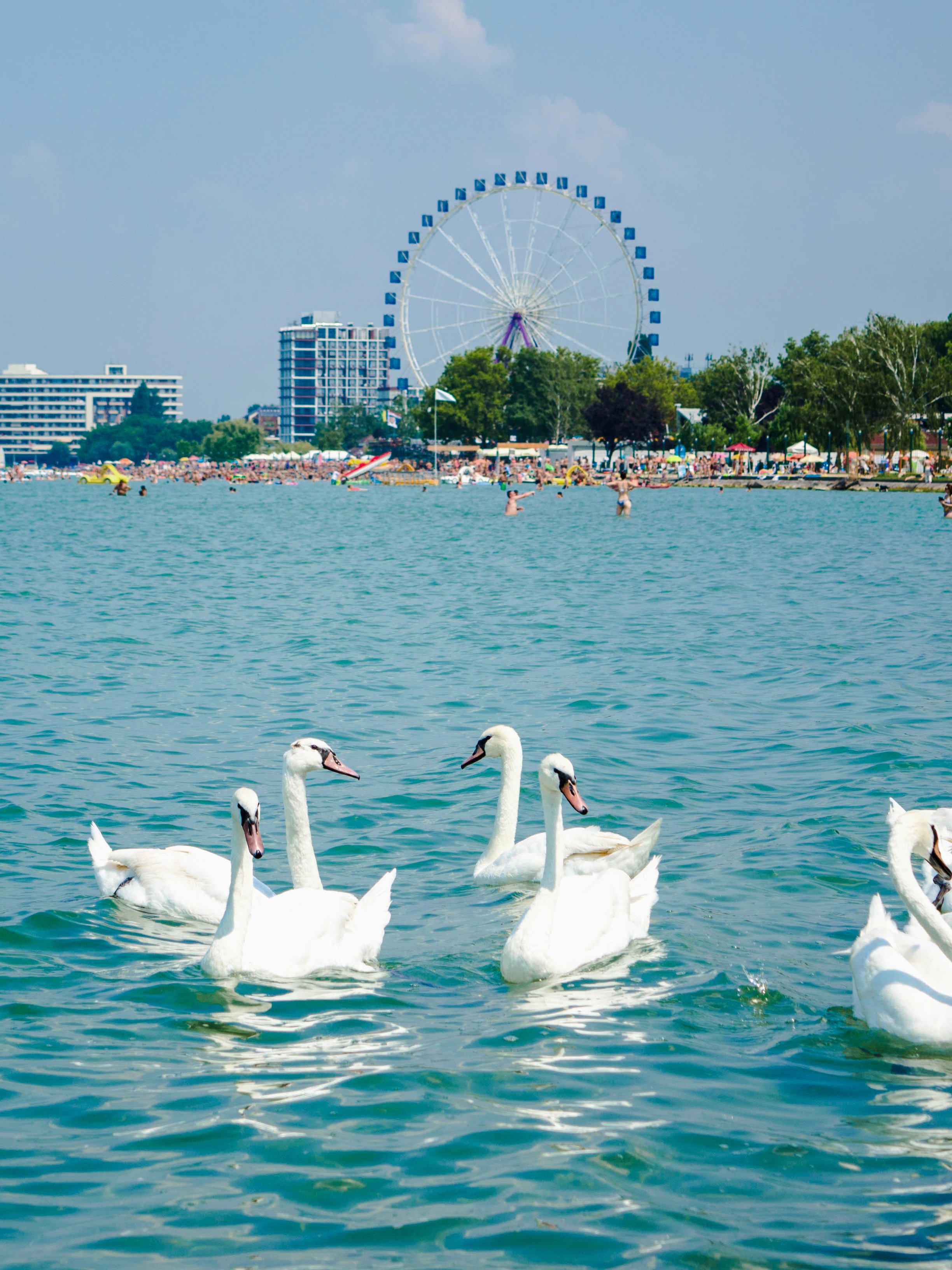 Swans swimming on Lake Balaton with a Ferris wheel and beach in the background.