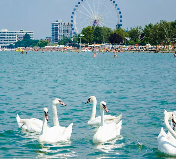 Swans swimming on Lake Balaton with a Ferris wheel and beach in the background.