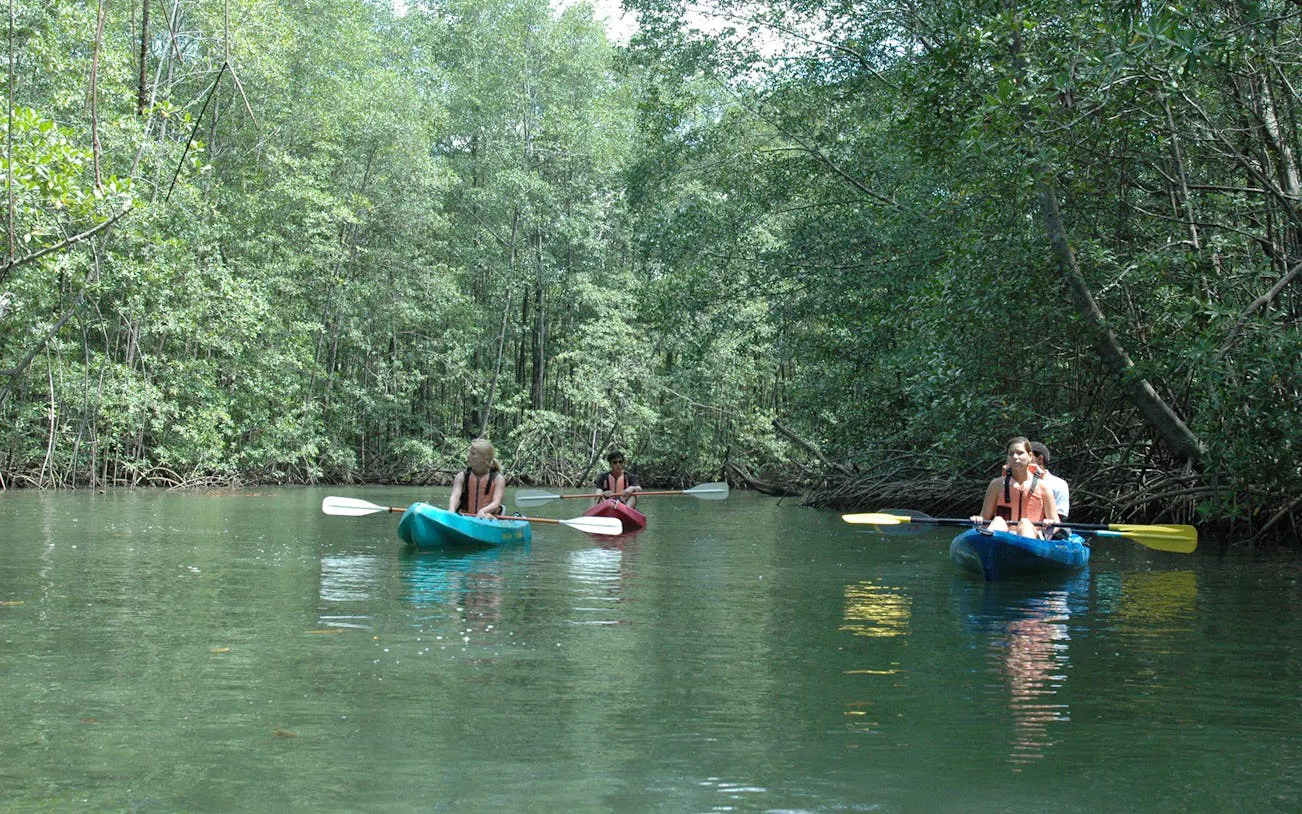 Kayakers navigating Damas Island mangrove estuary in Manuel Antonio.