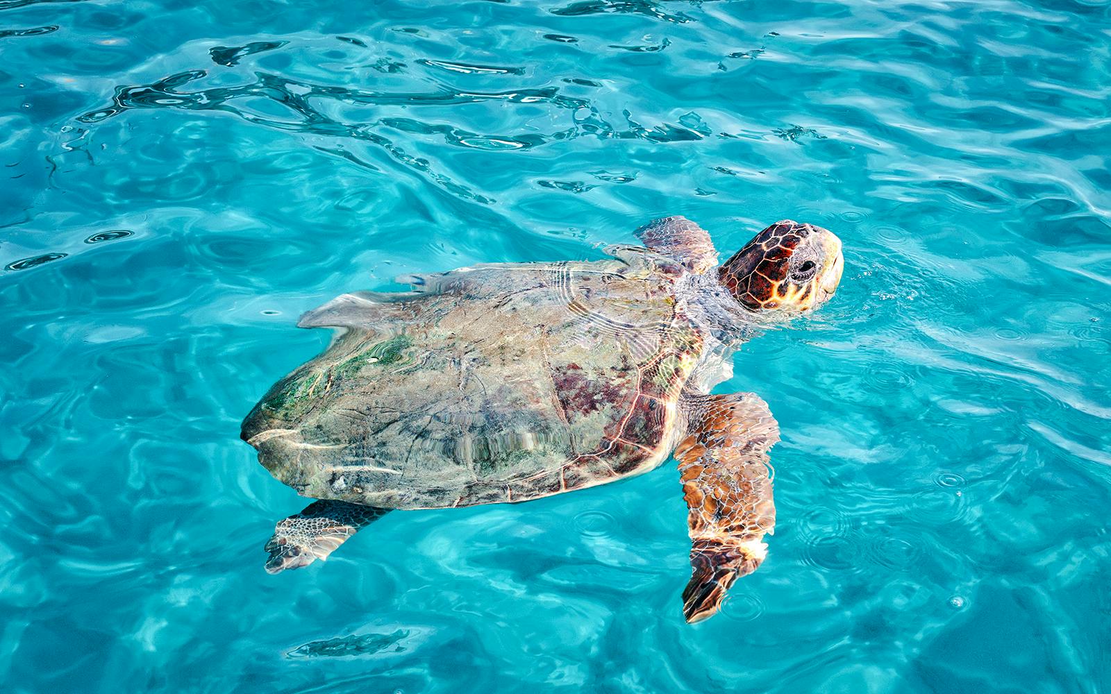 Caretta-Caretta turtle swimming in clear waters during Zakynthos Turtle Island tour.