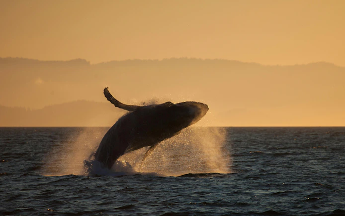 Humpback whale breaching at sunset in ocean.