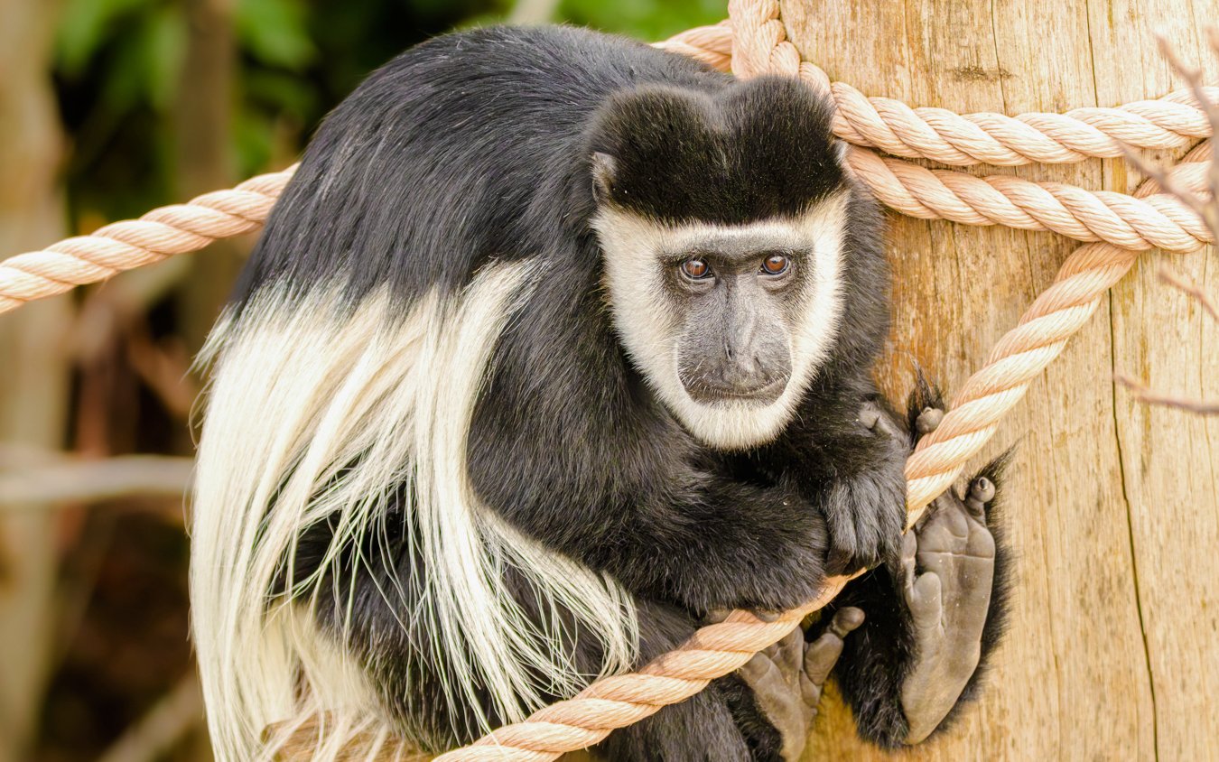 Colobus monkey perched on a rope at the London Zoo.