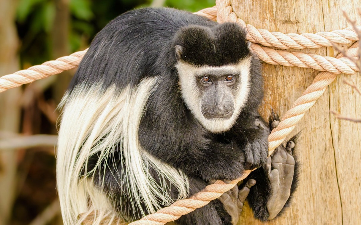 Colobus monkey perched on a rope at the London Zoo.