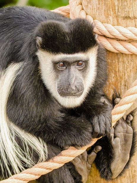 Colobus monkey perched on a rope at the London Zoo.