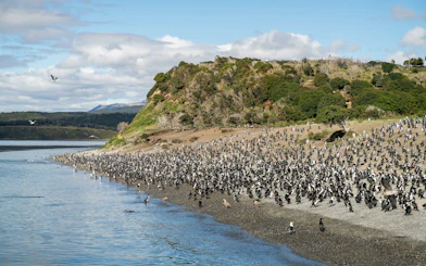 Penguin colony on Martillo Island's shore in Beagle Channel, near Ushuaia, Argentina.