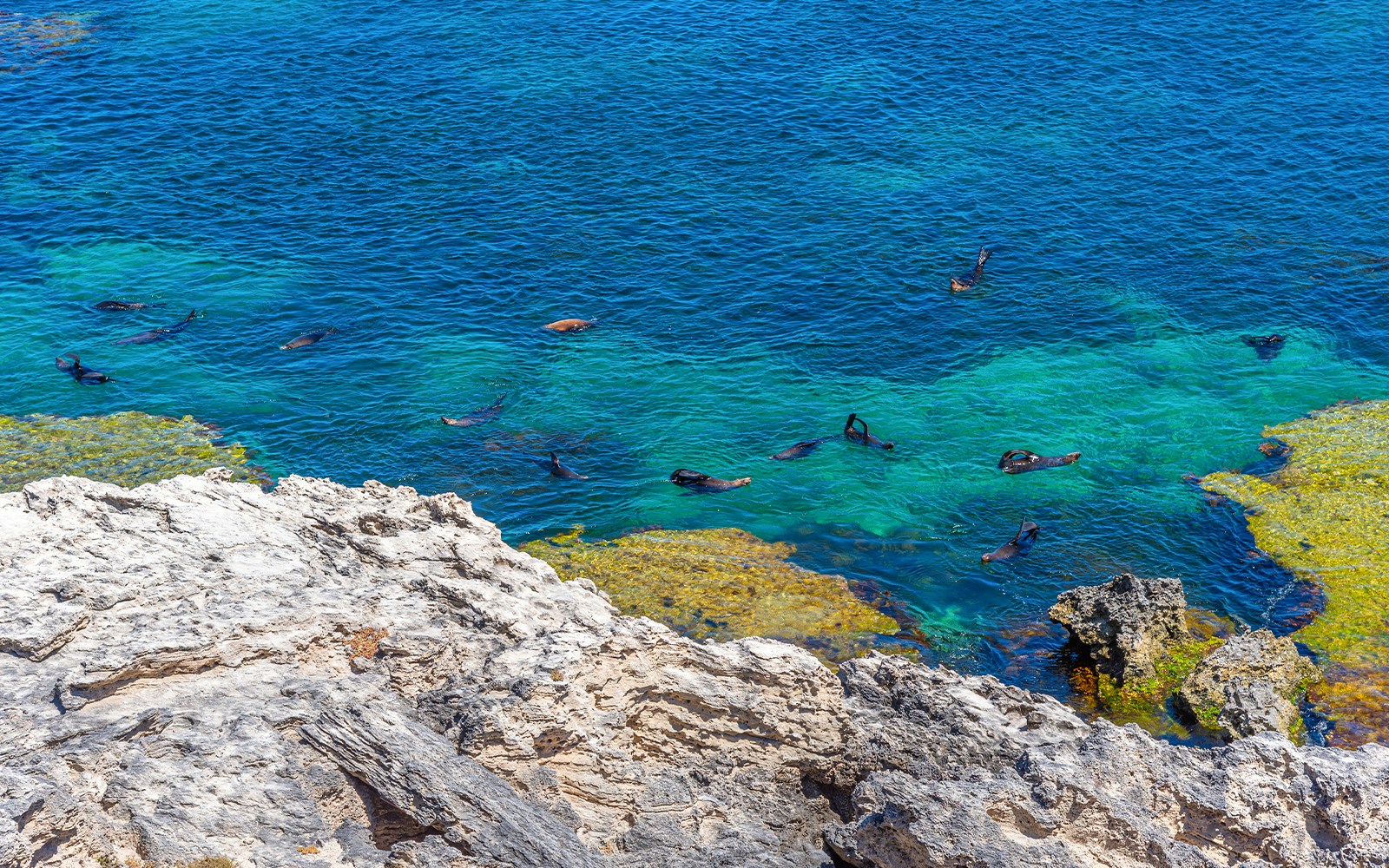 Seals swimming near rocky coastline in clear blue waters of Kangaroo Island, Australia.