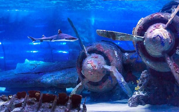 antalya: aquarium, wax museum & combo package options-4