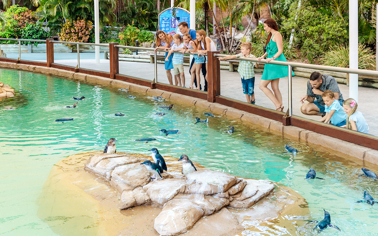 Penguins swimming and interacting at Sea World Gold Coast's Penguin Encounter.