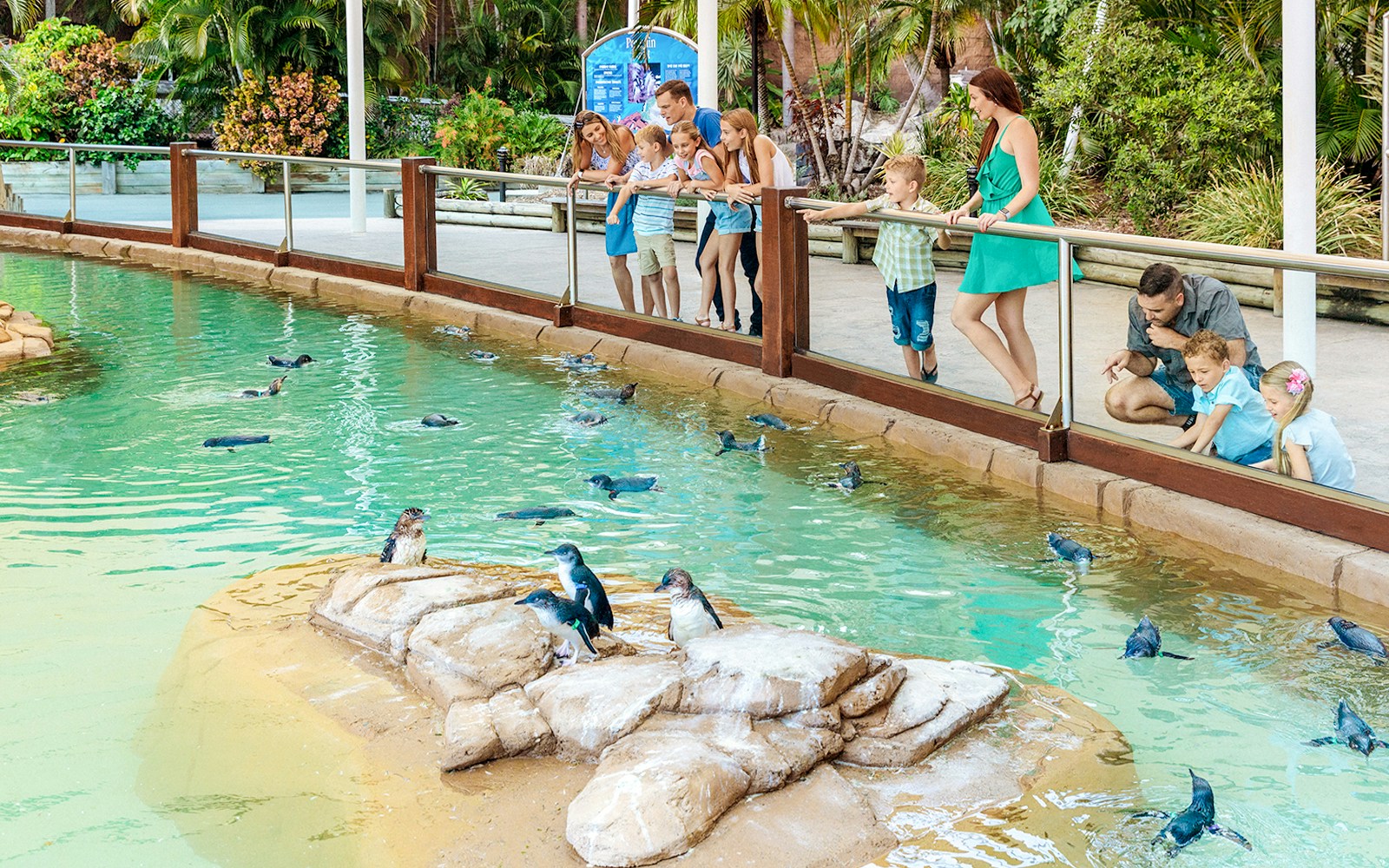 Penguin Encounter at Sea World Gold Coast