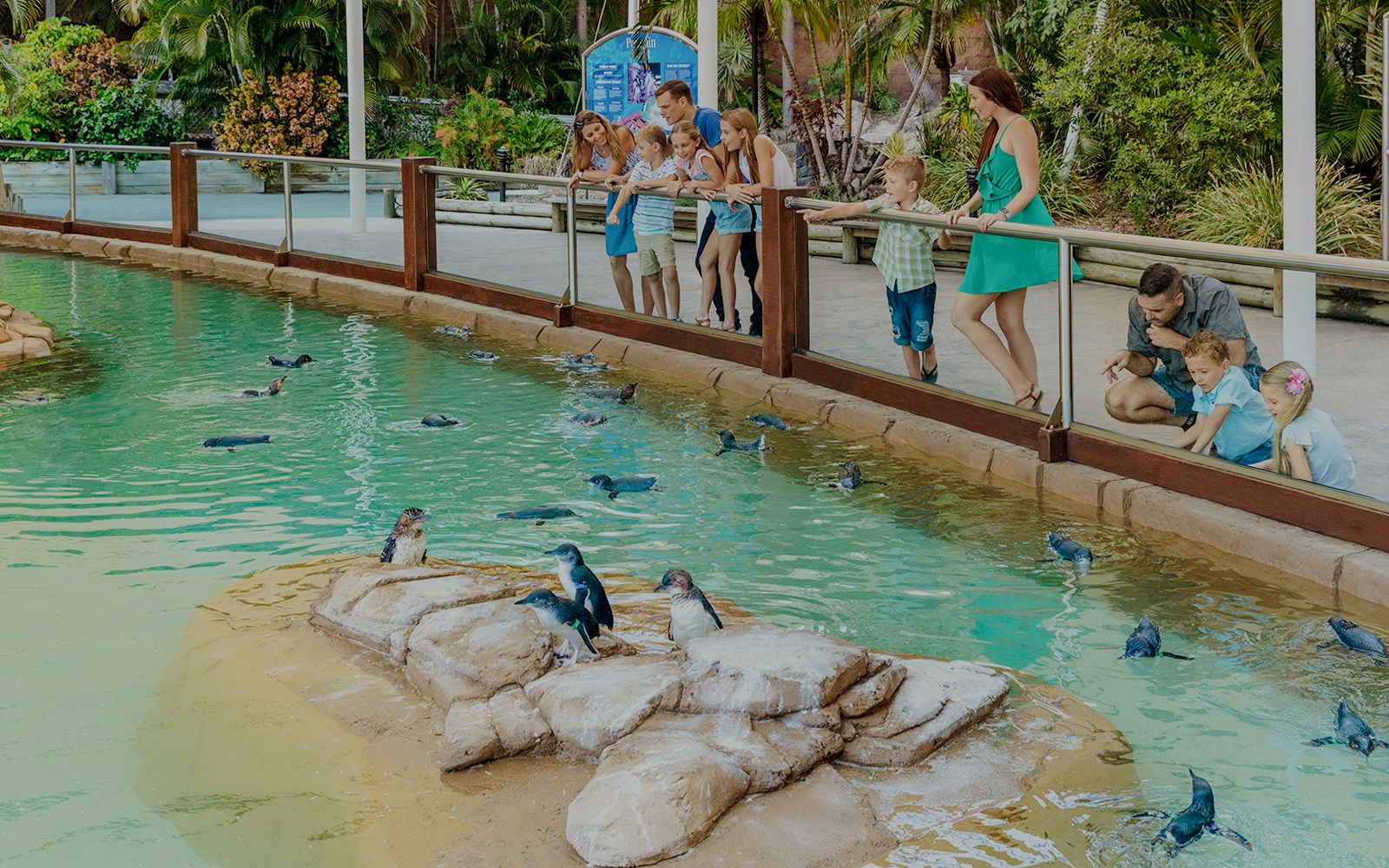 Penguins swimming and interacting at Sea World Gold Coast's Penguin Encounter.