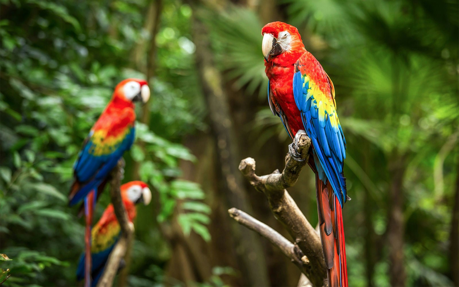 Scarlet Macaws perched on branches in a lush tropical forest.