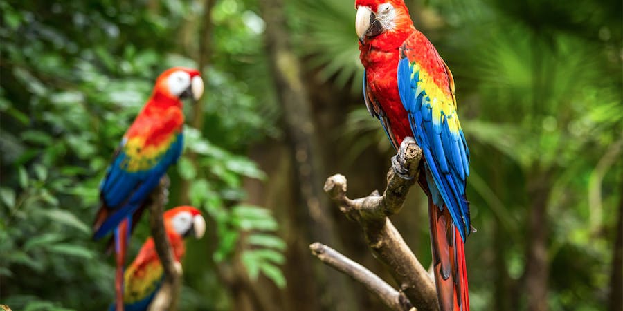 Singapore in June - jurong bird park