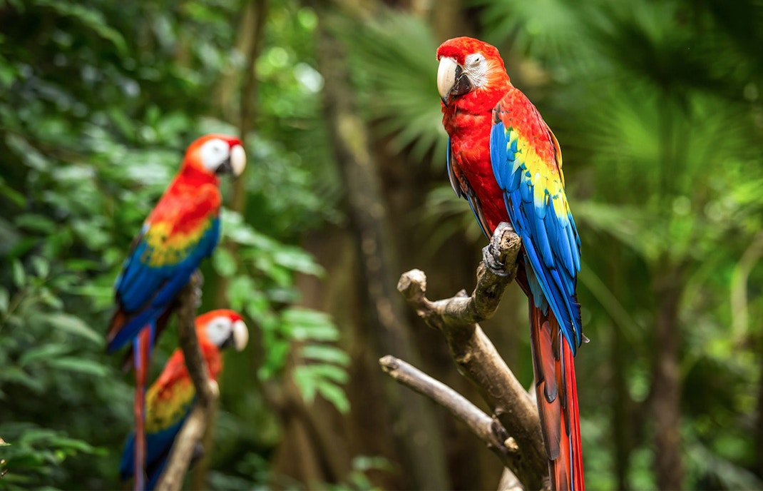 Scarlet Macaws perched on a branch in a tropical bird paradise.