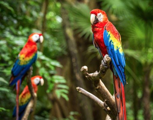 macaw in zoo miami