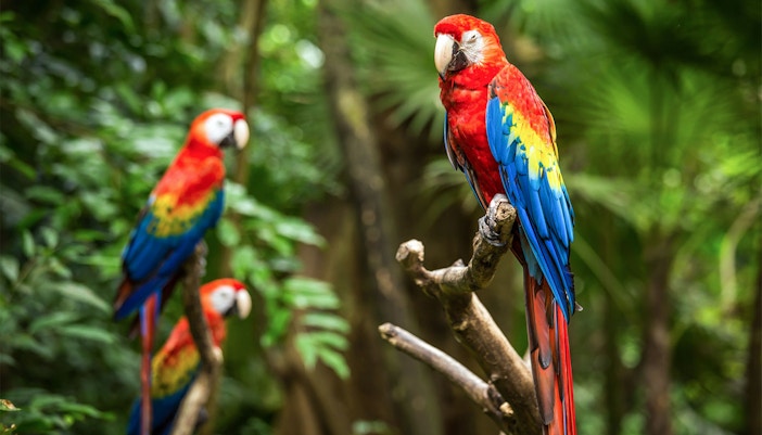 Bird Kingdom