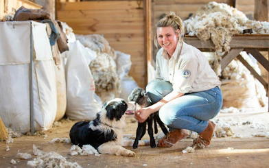 Sheep shearing demonstration with a dog and lamb at Churchill Island.