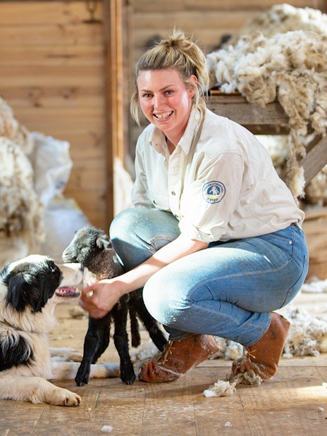 Sheep shearing demonstration with a dog and lamb at Churchill Island.