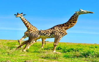2-day nyerere national park safari from zanzibar with flights & boat safari-7