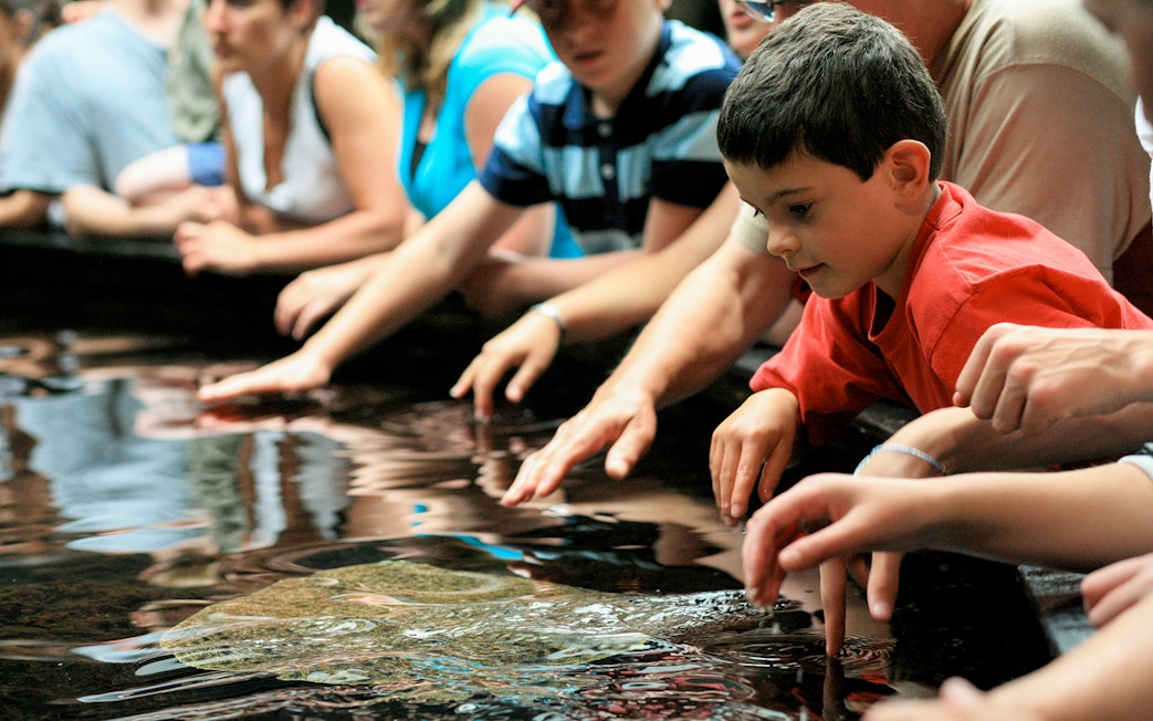 Visitors touching water at Nausicaá aquarium touch pool.