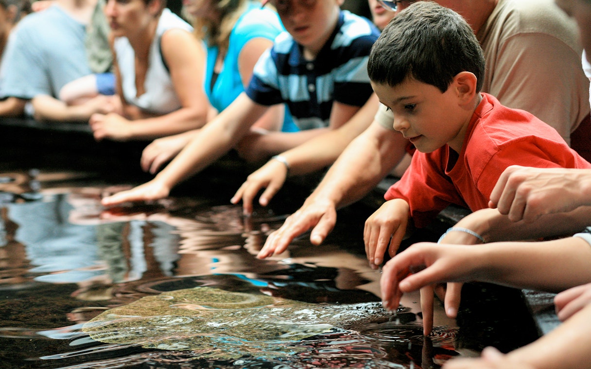 Visitors touching water at Nausicaá aquarium touch pool.