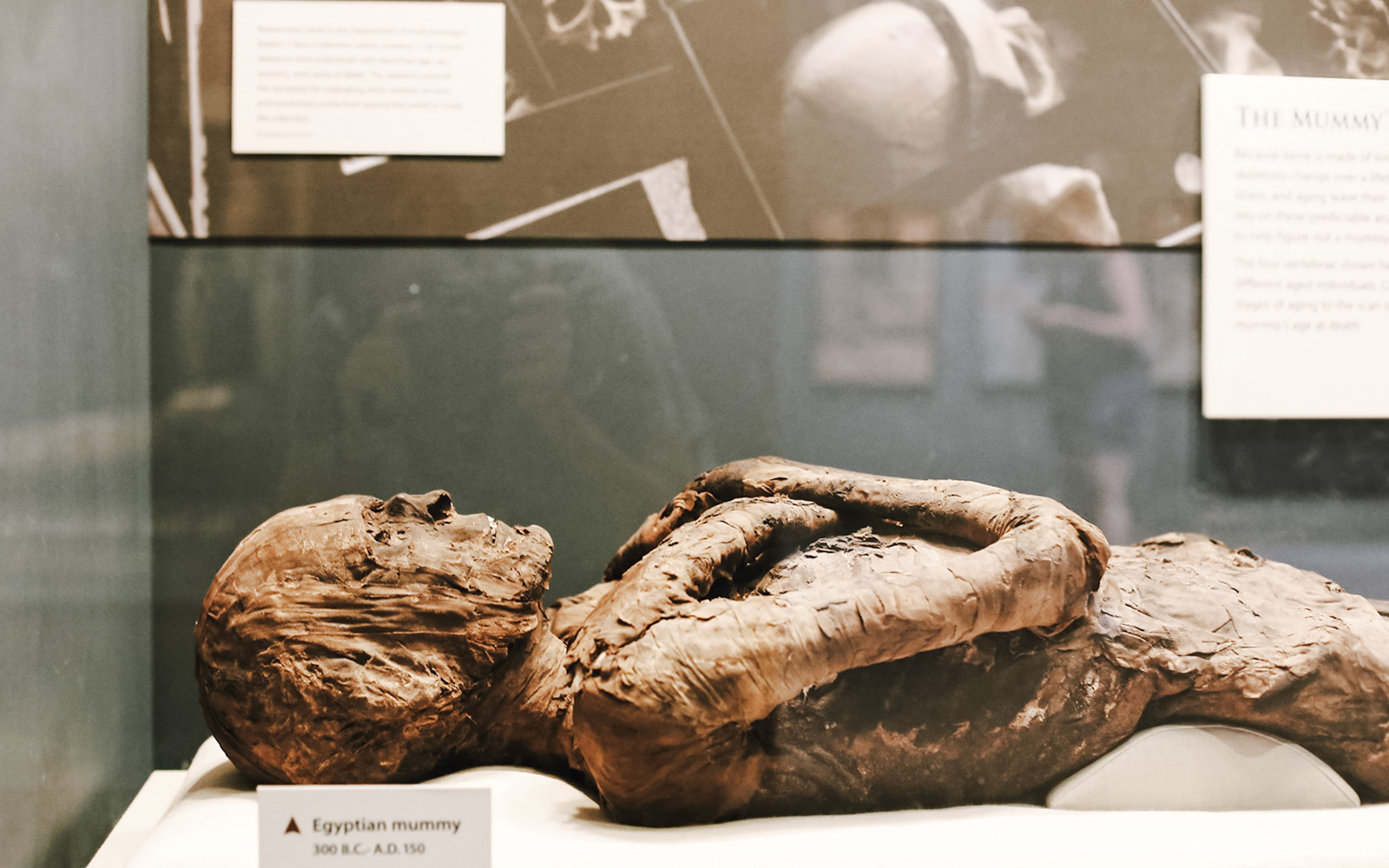 Egyptian mummy exhibit at Smithsonian National Museum of Natural History.