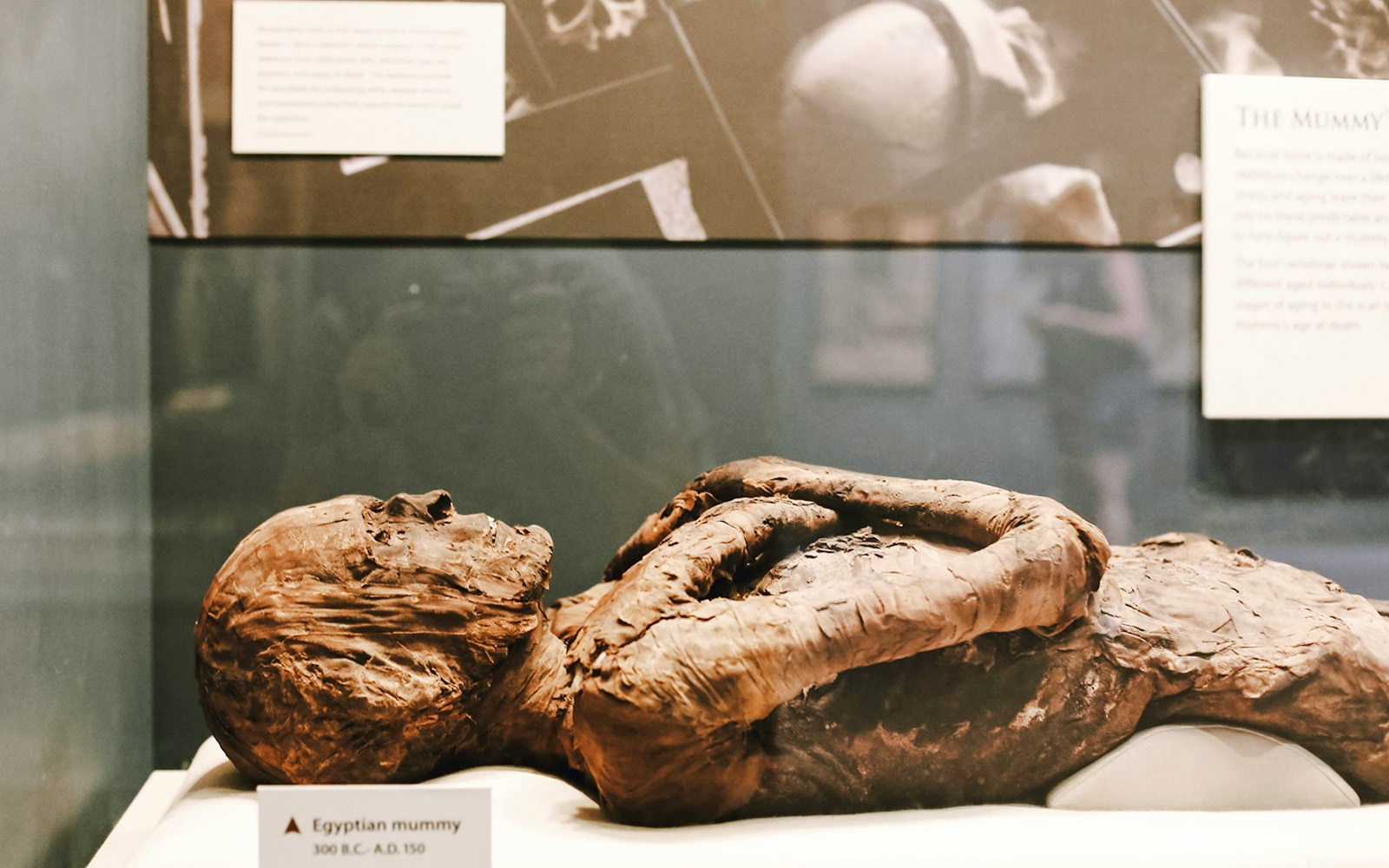 Egyptian mummy exhibit at Smithsonian National Museum of Natural History.