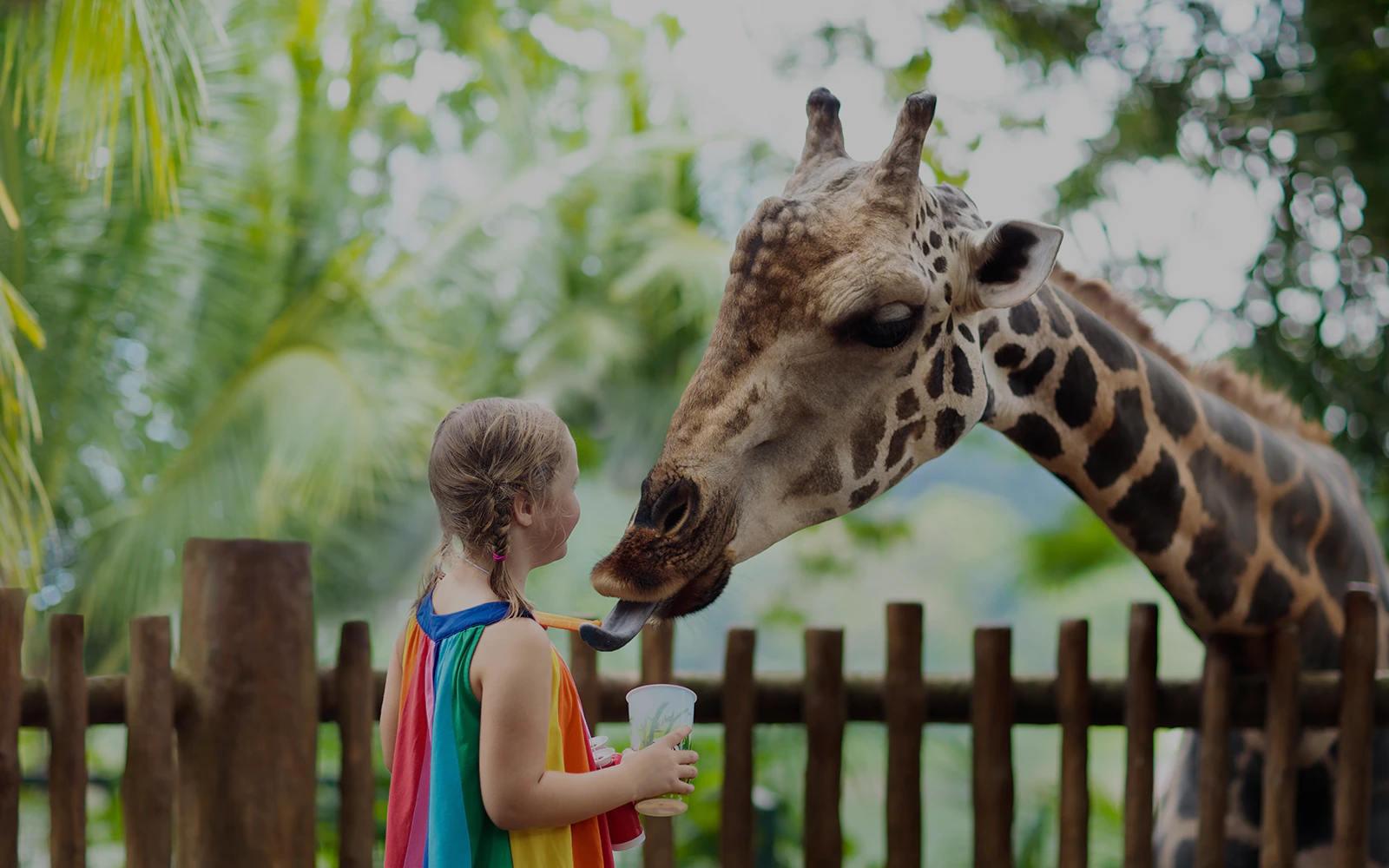 Giraffe feeding from a visitor at Perth Zoo, Australia.