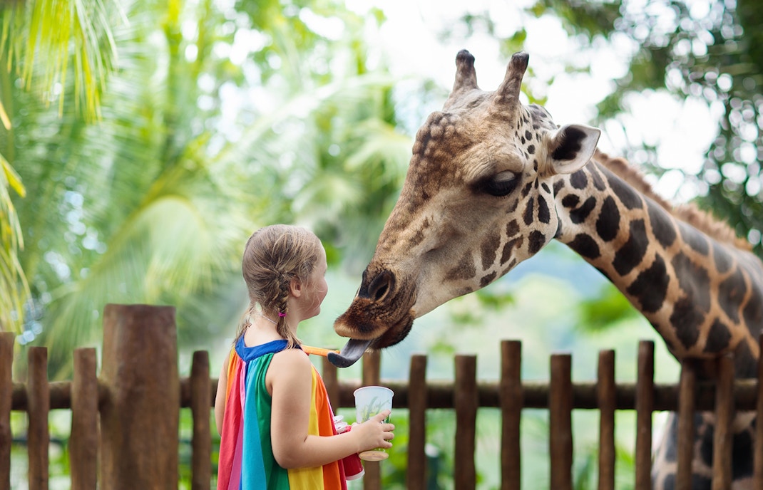 Giraffe feeding from a visitor at Perth Zoo, Australia.