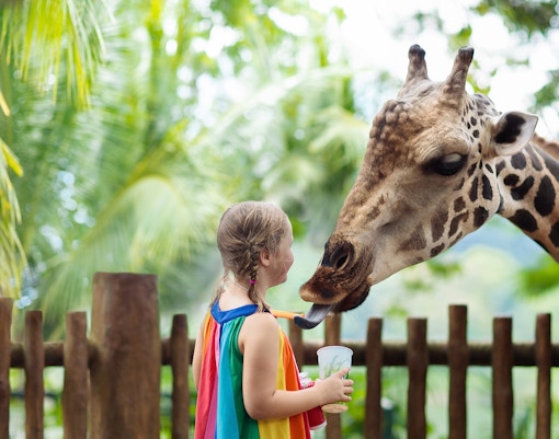 Giraffe feeding from a visitor at Perth Zoo, Australia.