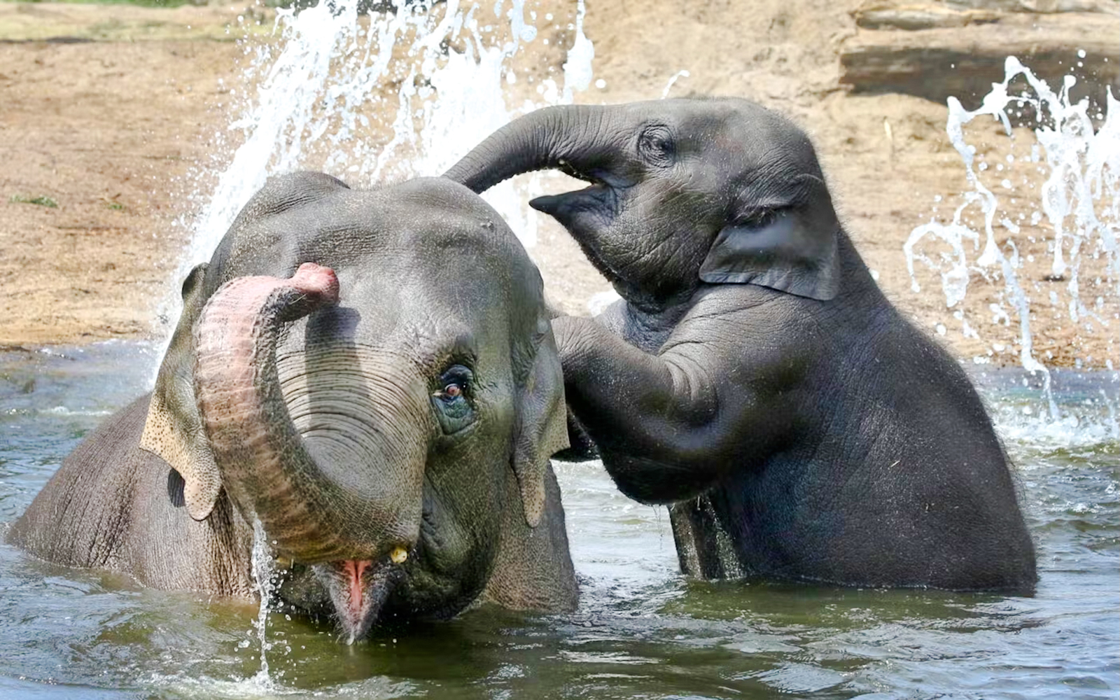 Elephants playing in water at a wildlife sanctuary.