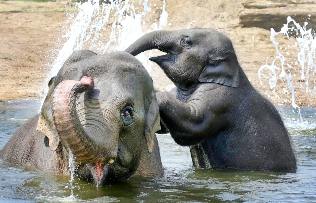 Elephants playing in water at a wildlife sanctuary.