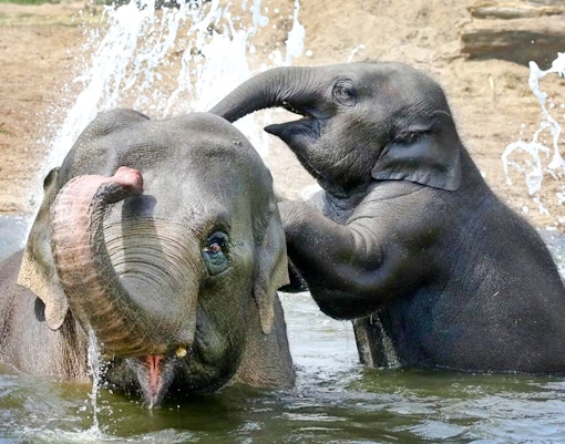 Elephants playing in water at a wildlife sanctuary.
