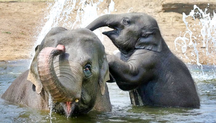 Elephants playing in water at a wildlife sanctuary.