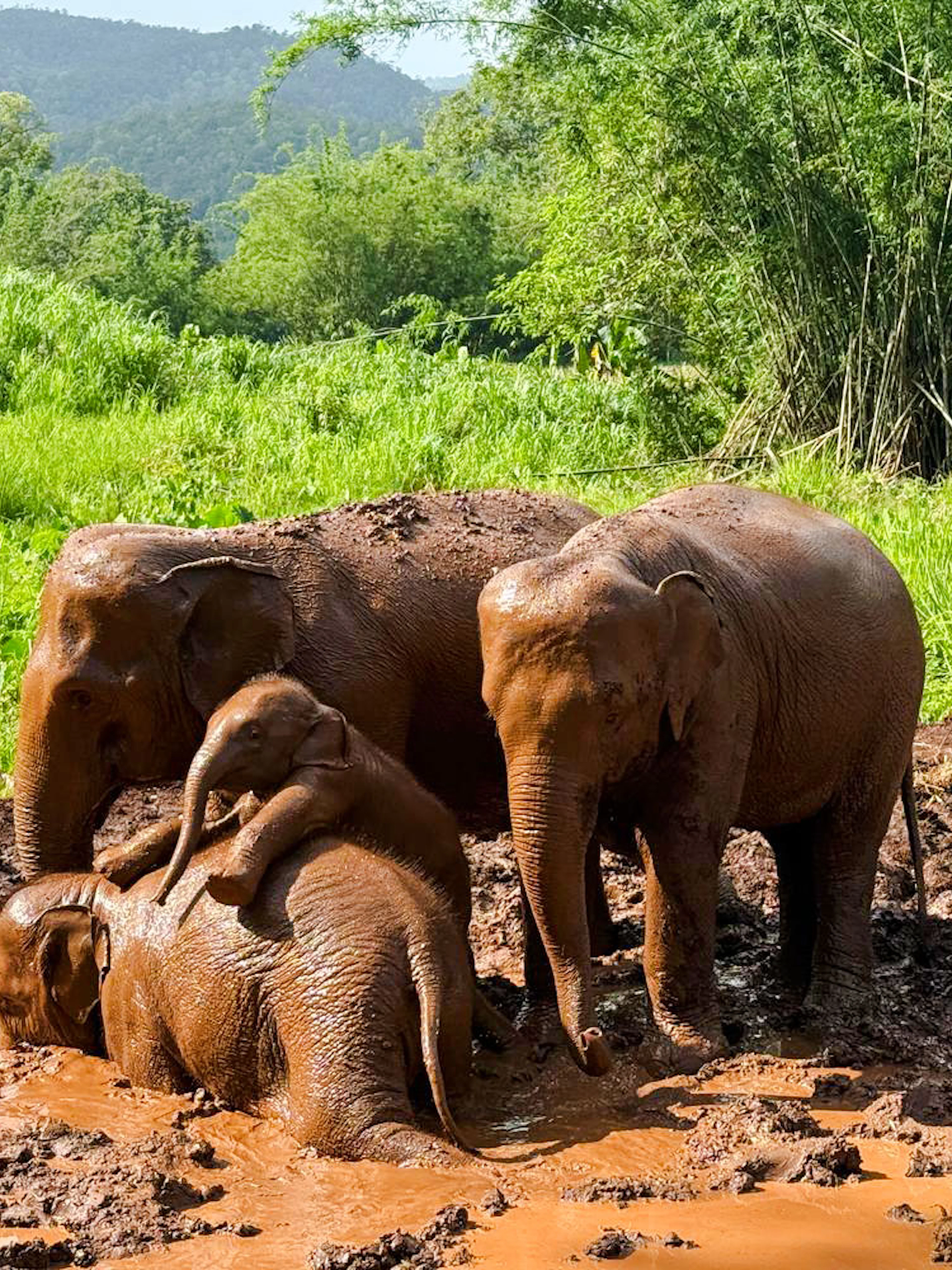 Elephants playing in mud at Chiang Mai Elephant Sanctuary, Thailand.