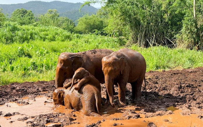 Elephants playing in mud at Chiang Mai Elephant Sanctuary, Thailand.