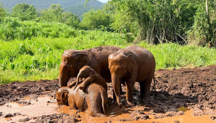 Elephants playing in mud at Chiang Mai Elephant Sanctuary, Thailand.
