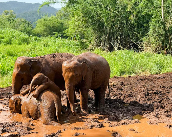 Chiang Mai: Pon Elephant Sanctuary Doi Inthanon National Park Full-Day Guided Tour