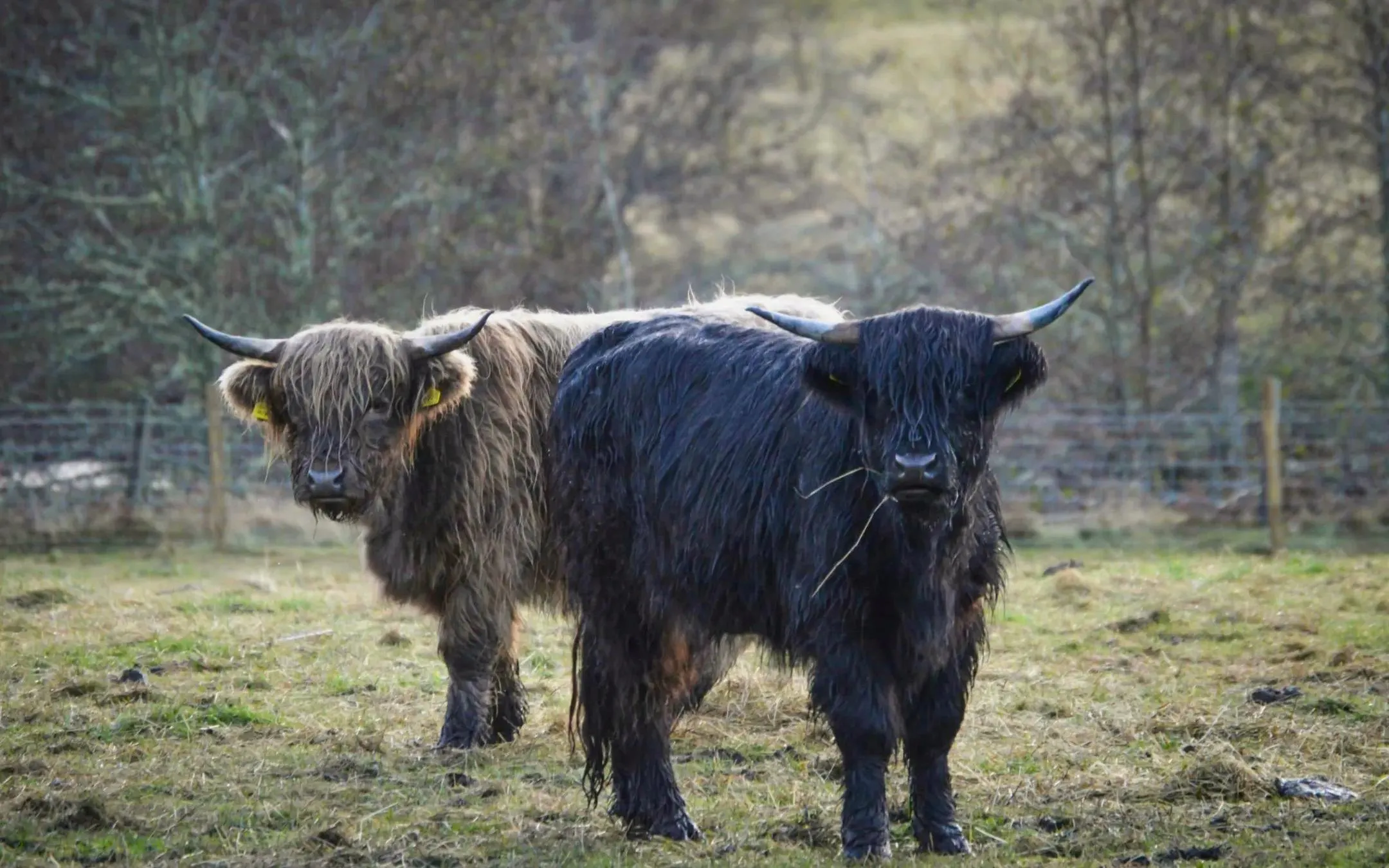 Trossachs ullfabrikk