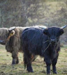 Trossachs ullfabrikk