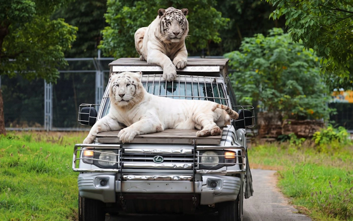 White tigers resting on a safari vehicle at Shanghai Wild Animal Park.