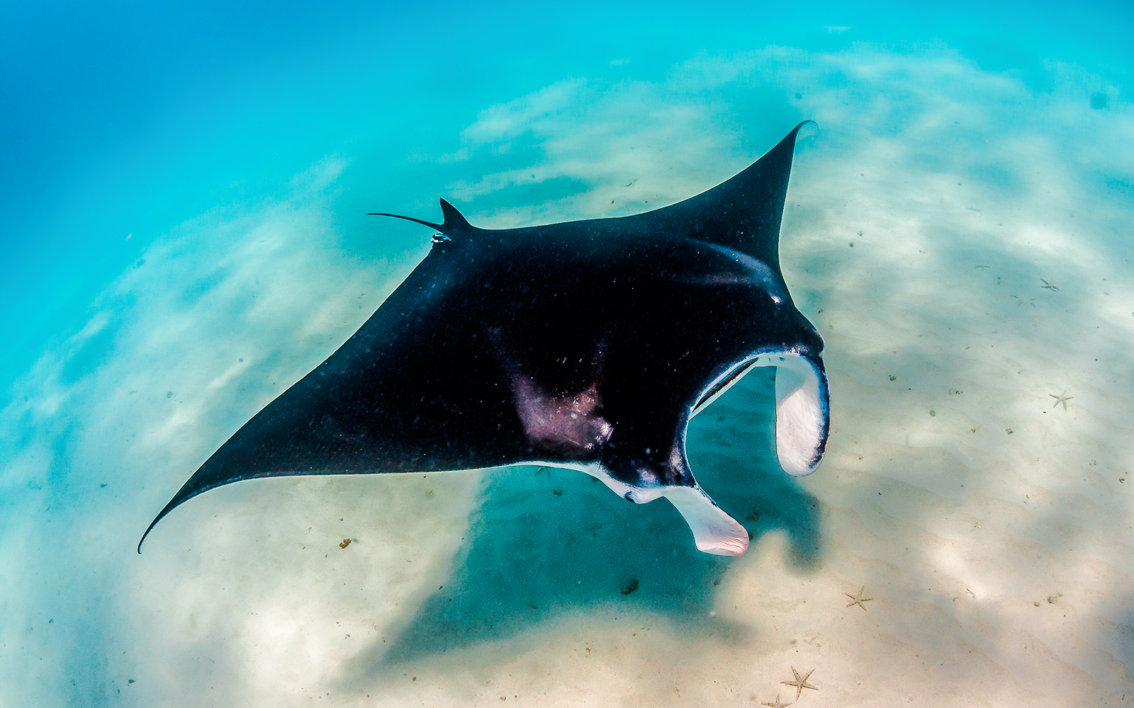 Manta ray swimming over sandy ocean floor.