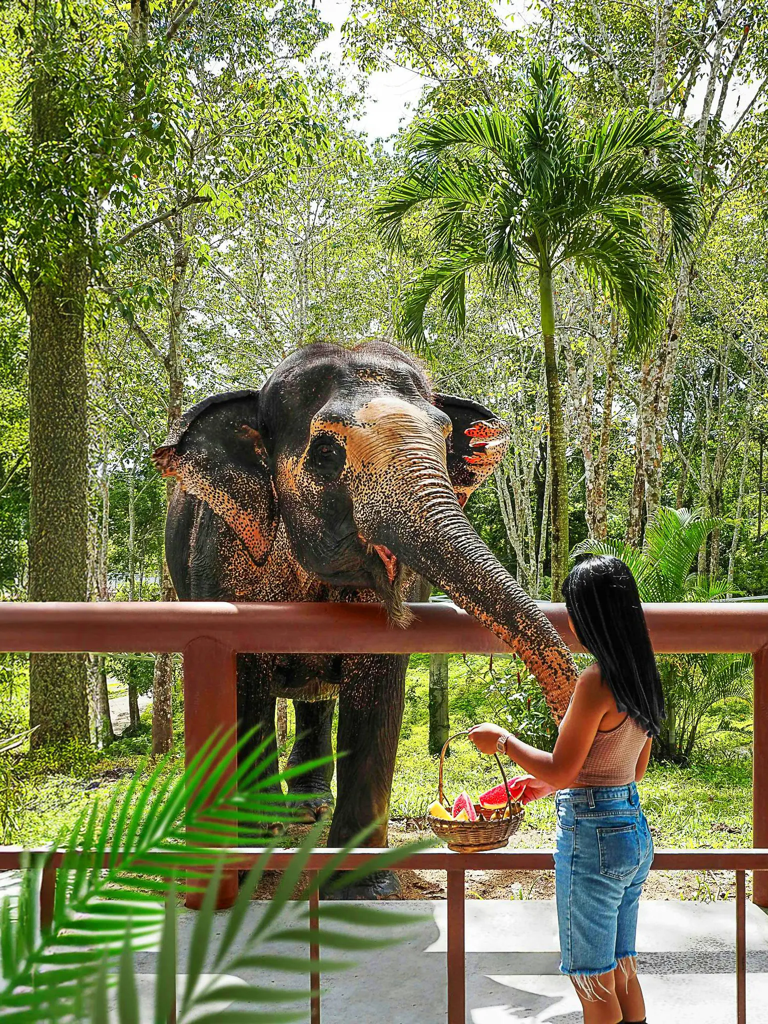 Woman feeding elephant at Phuket Elephant Sanctuary, Thailand.