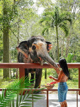 Woman feeding elephant at Phuket Elephant Sanctuary, Thailand.