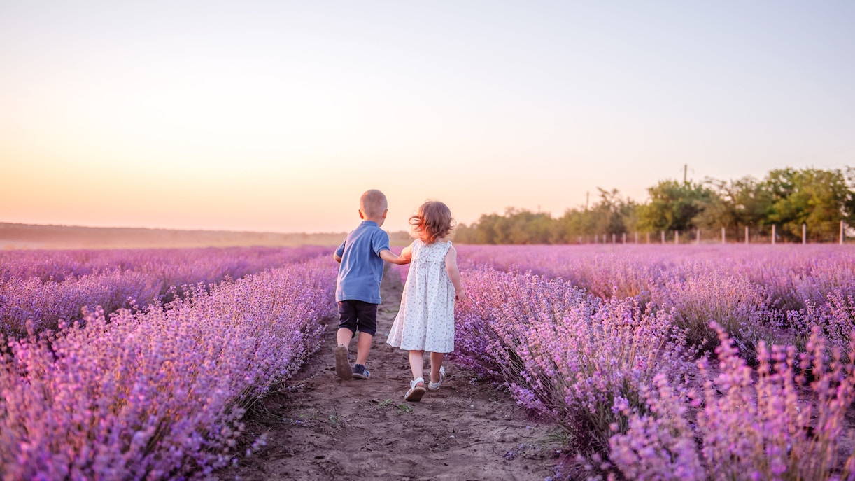 Children walking through lavender fields in Valensole, Provence at sunset.