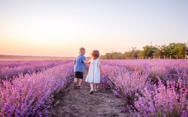 Children walking through lavender fields in Valensole, Provence at sunset.