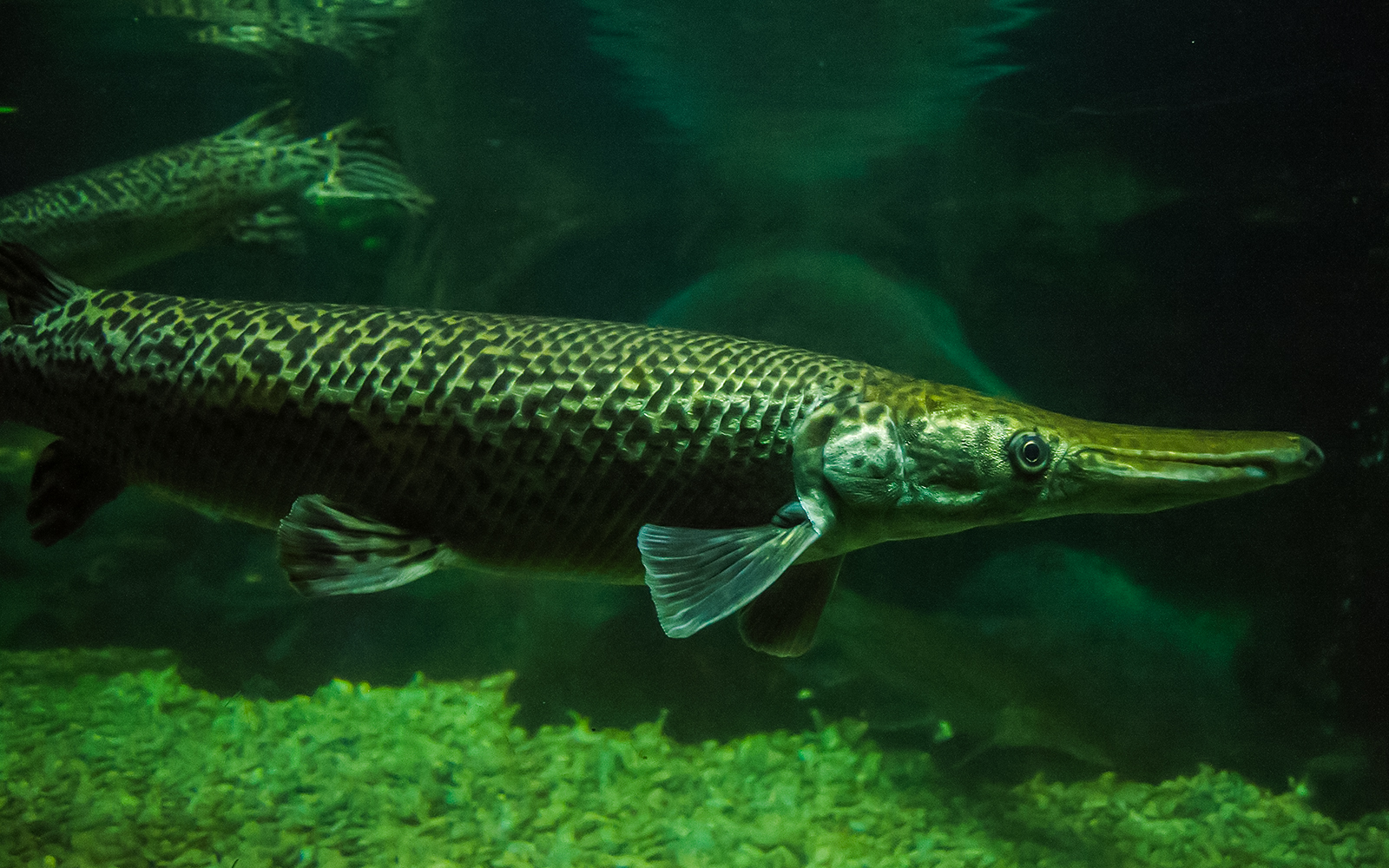Alligator gar swimming in Jakarta Aquarium Safari exhibit.