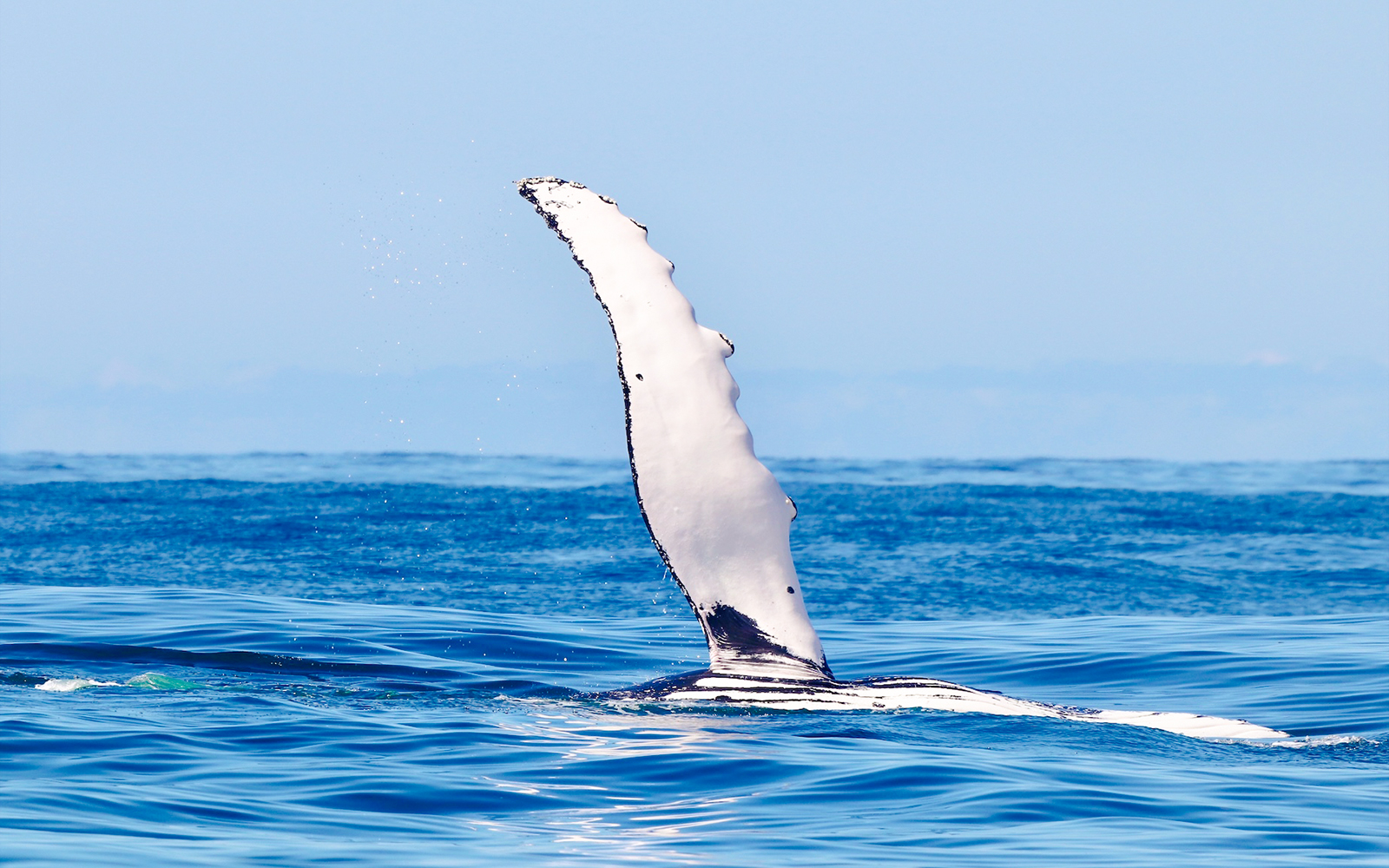 Whale tail emerging from the ocean near Newcastle, Australia.
