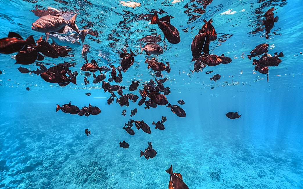 Underwater view of fish swimming near Molokini Crater, Maui, Hawaii.