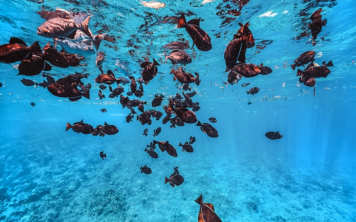 Underwater view of fish swimming near Molokini Crater, Maui, Hawaii.